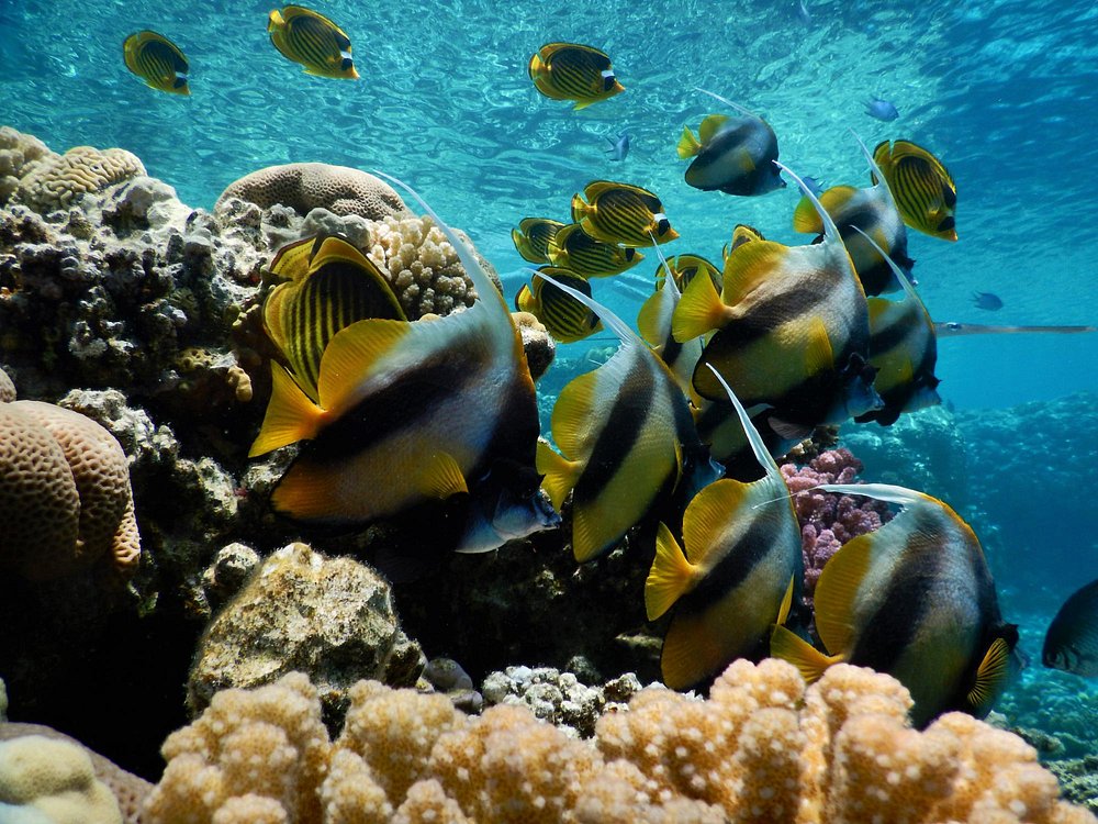 Nardymas ir snorkelinimas – povandeninis rojus