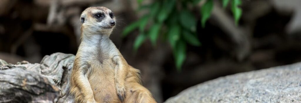 ZOOPARK Vilnius – interaktyvus kontaktinis zoologijos sodas po stogu