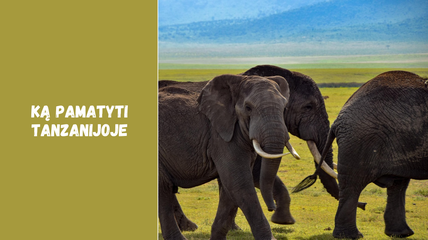 Ką pamatyti Tanzanijoje