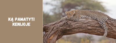 Ką pamatyti Kenijoje: TOP 10 lankytinų vietų