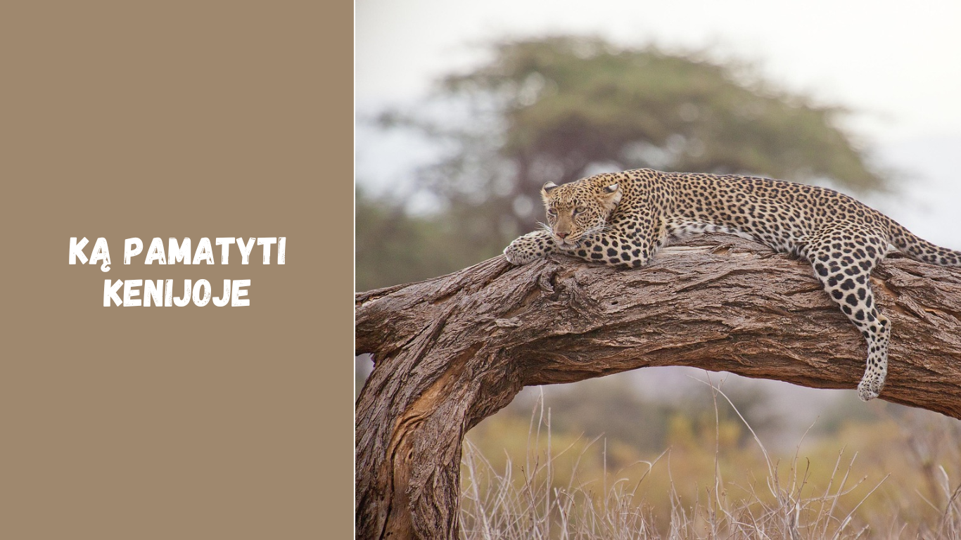 Ką pamatyti Kenijoje