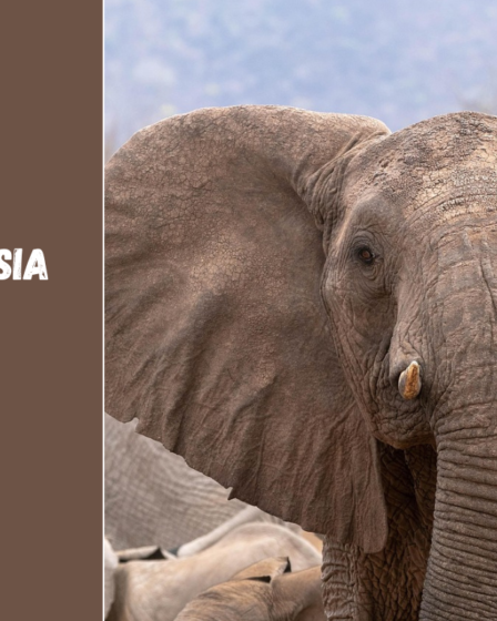 Kada geriausia keliauti į Keniją? Klimato, sezonų ir safarių gidas