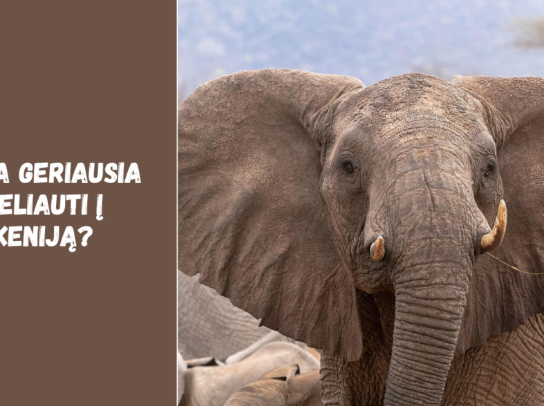 Kada geriausia keliauti į Keniją? Klimato, sezonų ir safarių gidas