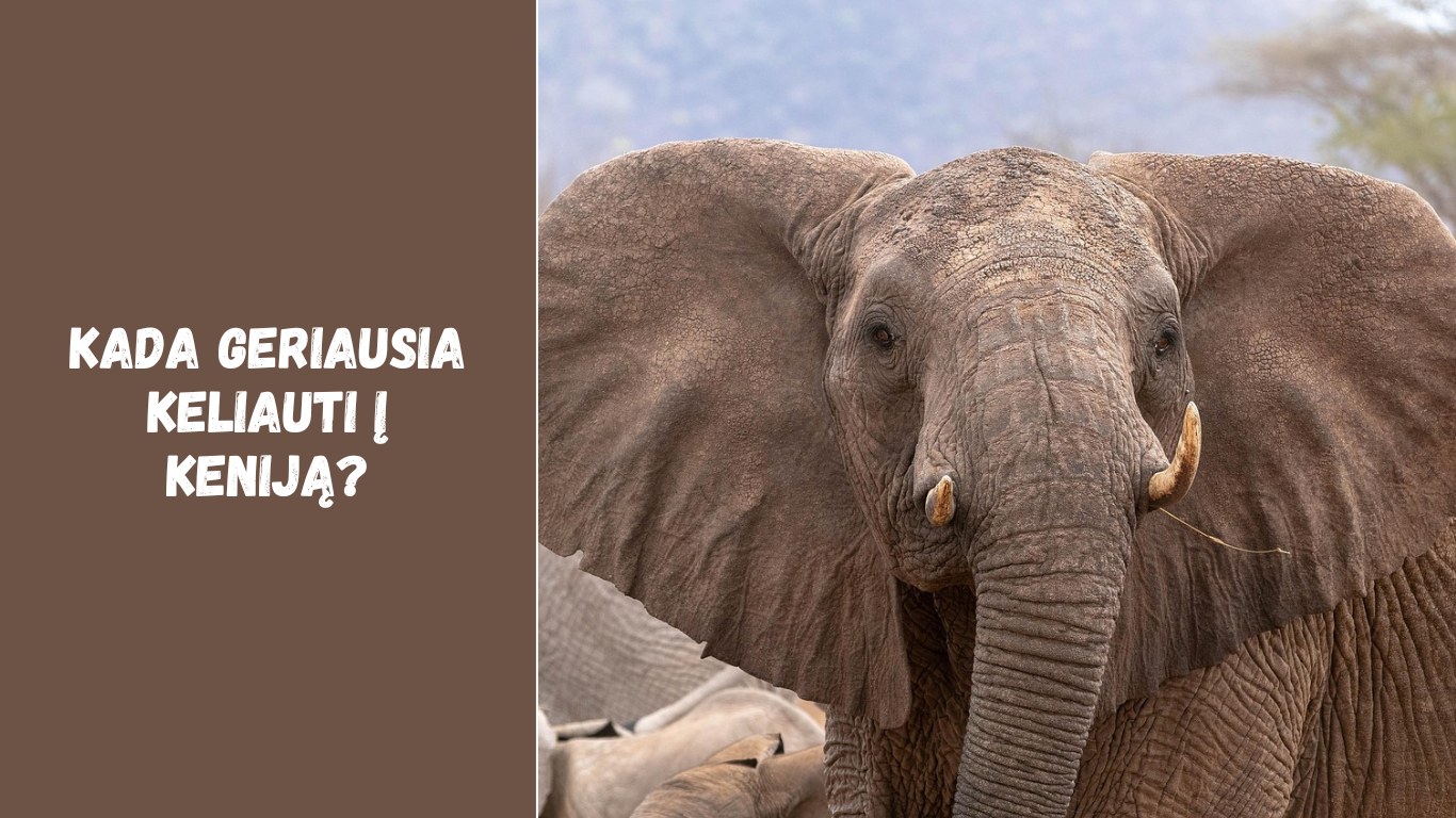 Kada geriausia keliauti į Keniją? Klimato, sezonų ir safarių gidas