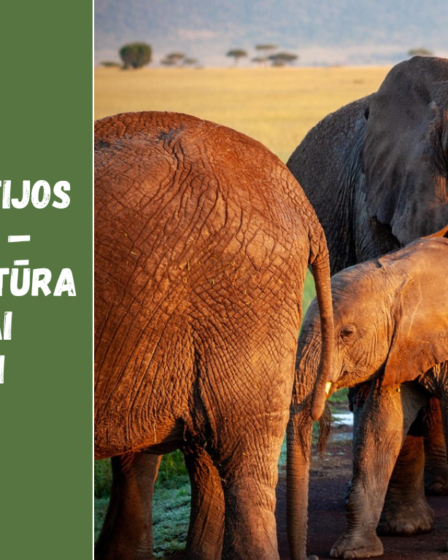 Indijos valstijos ir regionai – įvairovė, kultūra ir vietiniai papročiai