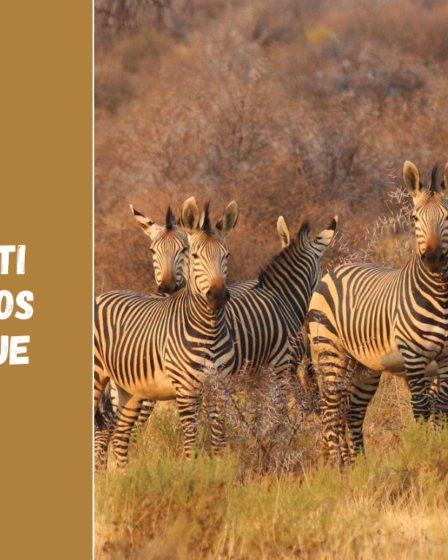 Ką pamatyti Pietų Afrikos Respublikoje