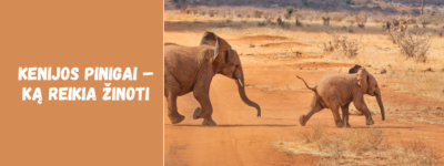 Kenijos pinigai – ką reikia žinoti apie valiutą, kainas ir atsiskaitymus vietoje