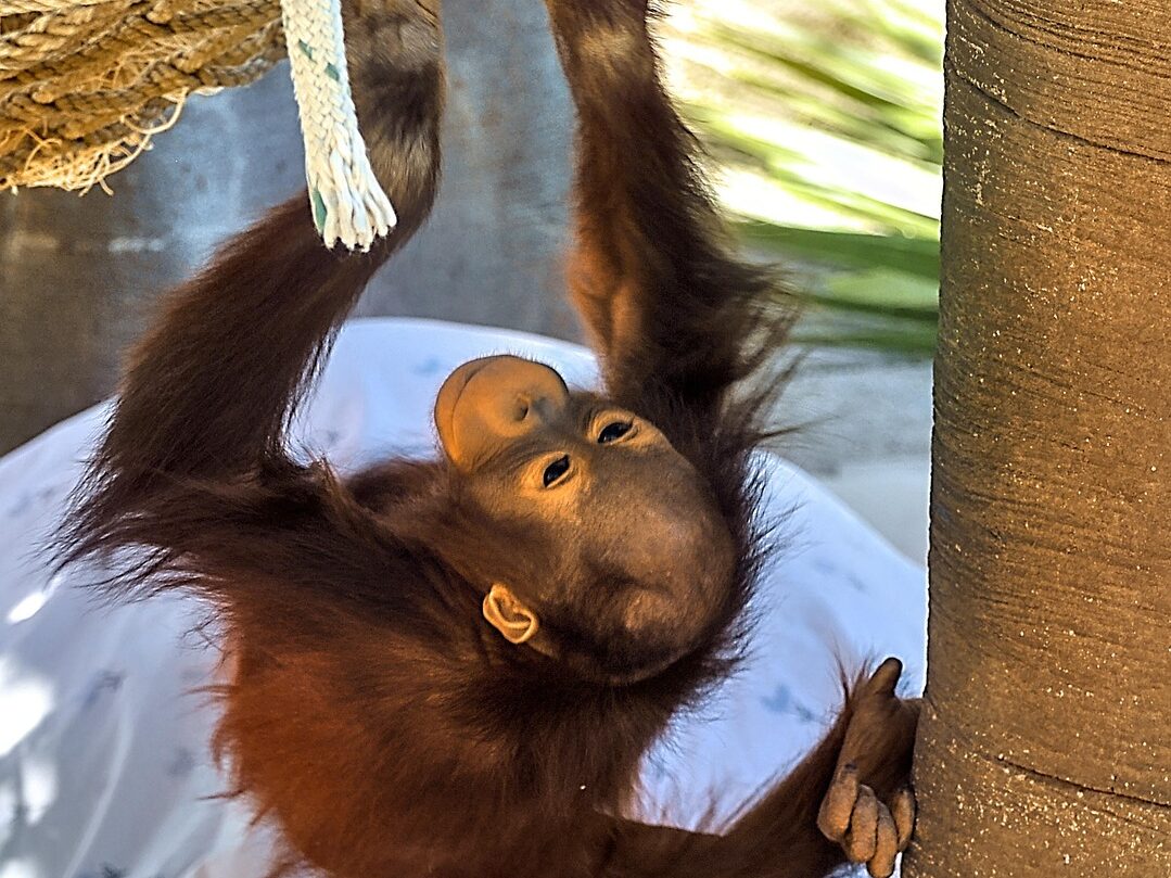 Orangutanų ir dajako žemė