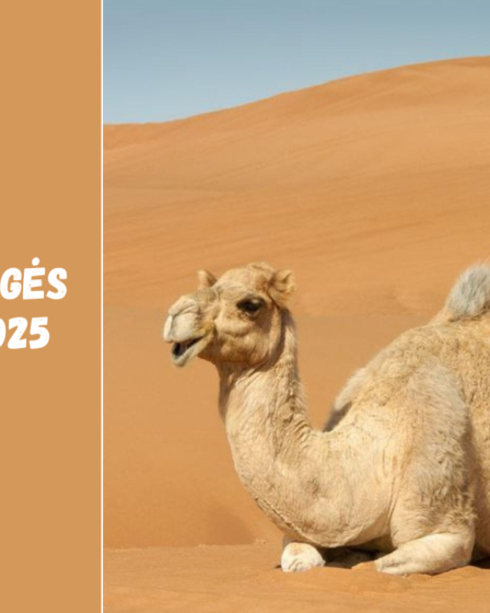 Indijos dykumos – Tharo karštis ir kultūros atspindžiai