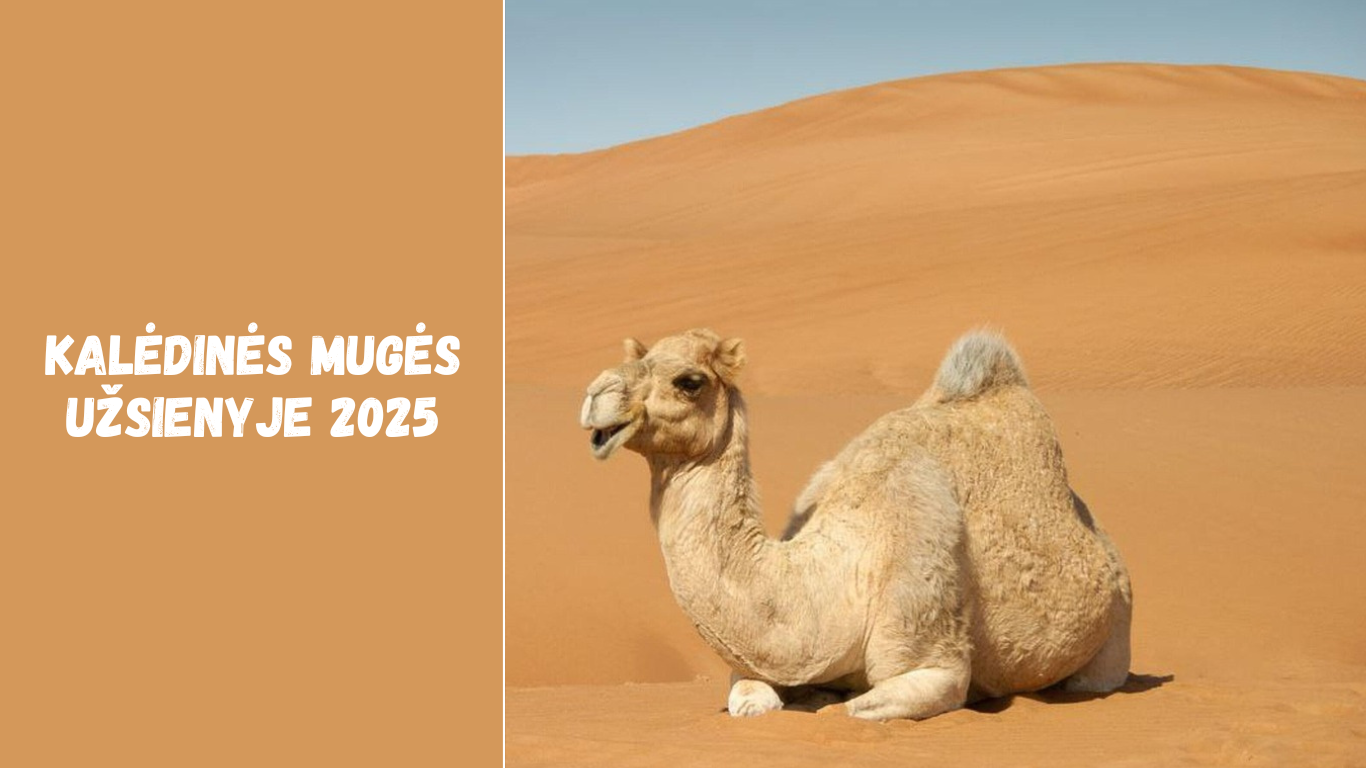 Indijos dykumos – Tharo karštis ir kultūros atspindžiai