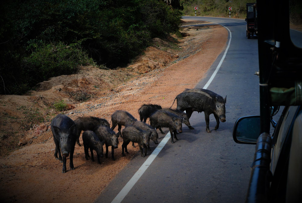 Kaip atrodo safari Tanzanijoje iš arti