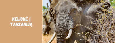 Kelionė į Tanzaniją: ką verta žinoti prieš pirmąjį safarį