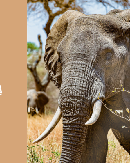 Kelionė į Tanzaniją: ką verta žinoti prieš pirmąjį safarį