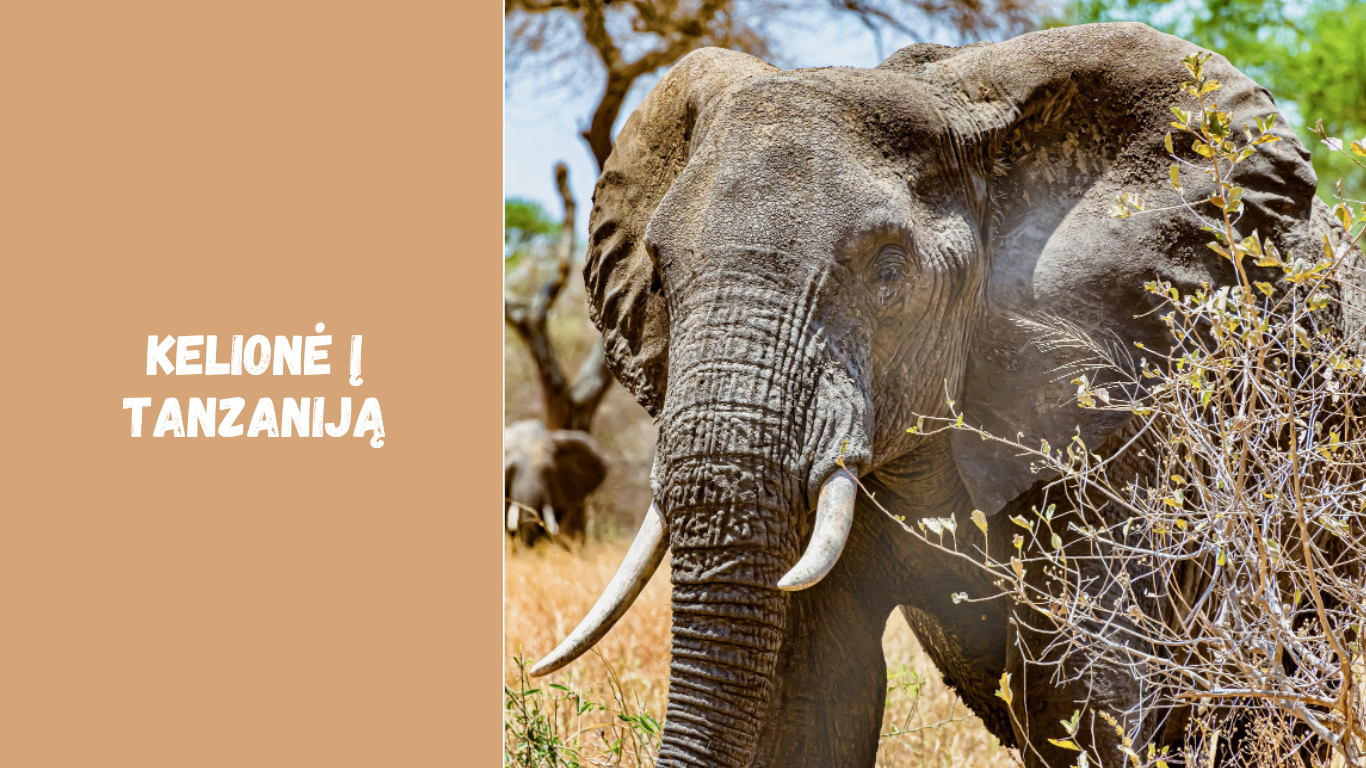 Kelionė į Tanzaniją: ką verta žinoti prieš pirmąjį safarį