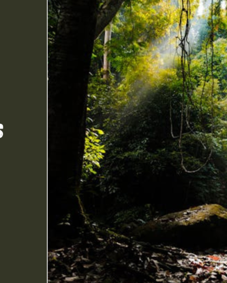 Malaizijos salos – nuo Borneo iki Penango: kur pasislėpti po palmėmis