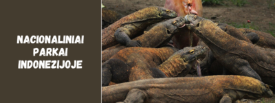 Nacionaliniai parkai Indonezijoje – Komodo drakonai ir tropiniai miškai