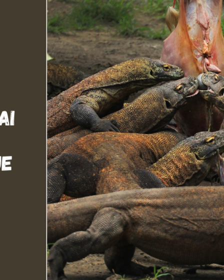 Nacionaliniai parkai Indonezijoje – Komodo drakonai ir tropiniai miškai