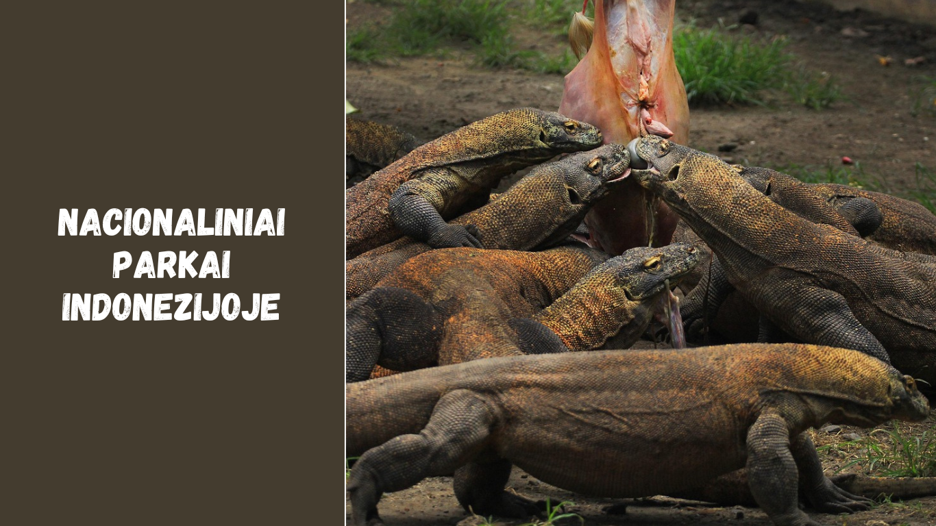 Nacionaliniai parkai Indonezijoje – Komodo drakonai ir tropiniai miškai