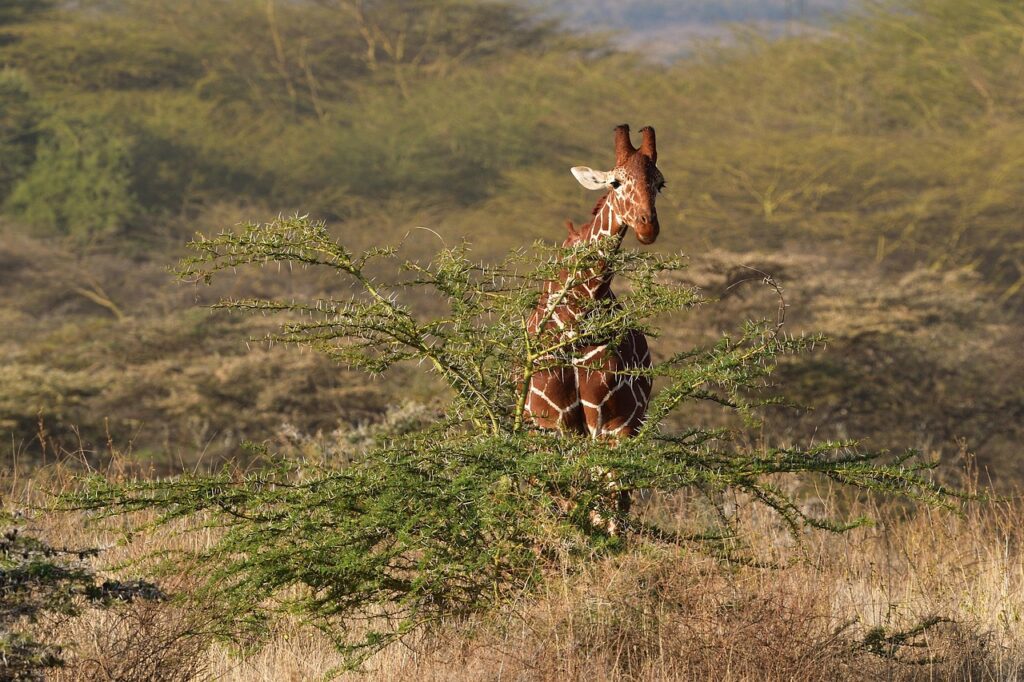 Somalis – kontrastai, iššūkiai ir bendros kultūrinės šaknys