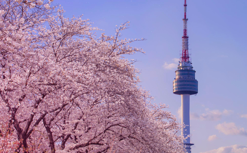 Pavasaris Pietų Korėjoje (kovas–gegužė)