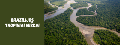 Brazilijos tropiniai miškai: ką verta žinoti keliautojams ir kodėl jie svarbūs pasauliui