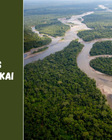 Brazilijos tropiniai miškai: ką verta žinoti keliautojams ir kodėl jie svarbūs pasauliui