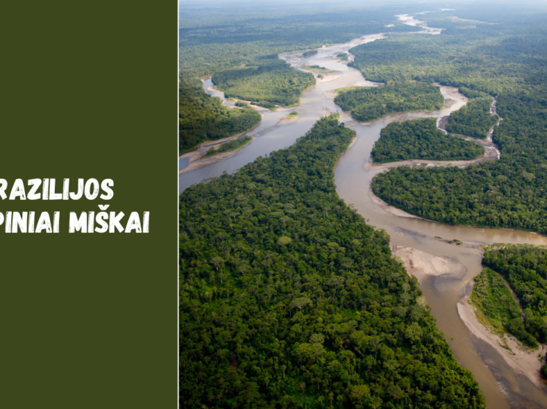 Brazilijos tropiniai miškai: ką verta žinoti keliautojams ir kodėl jie svarbūs pasauliui