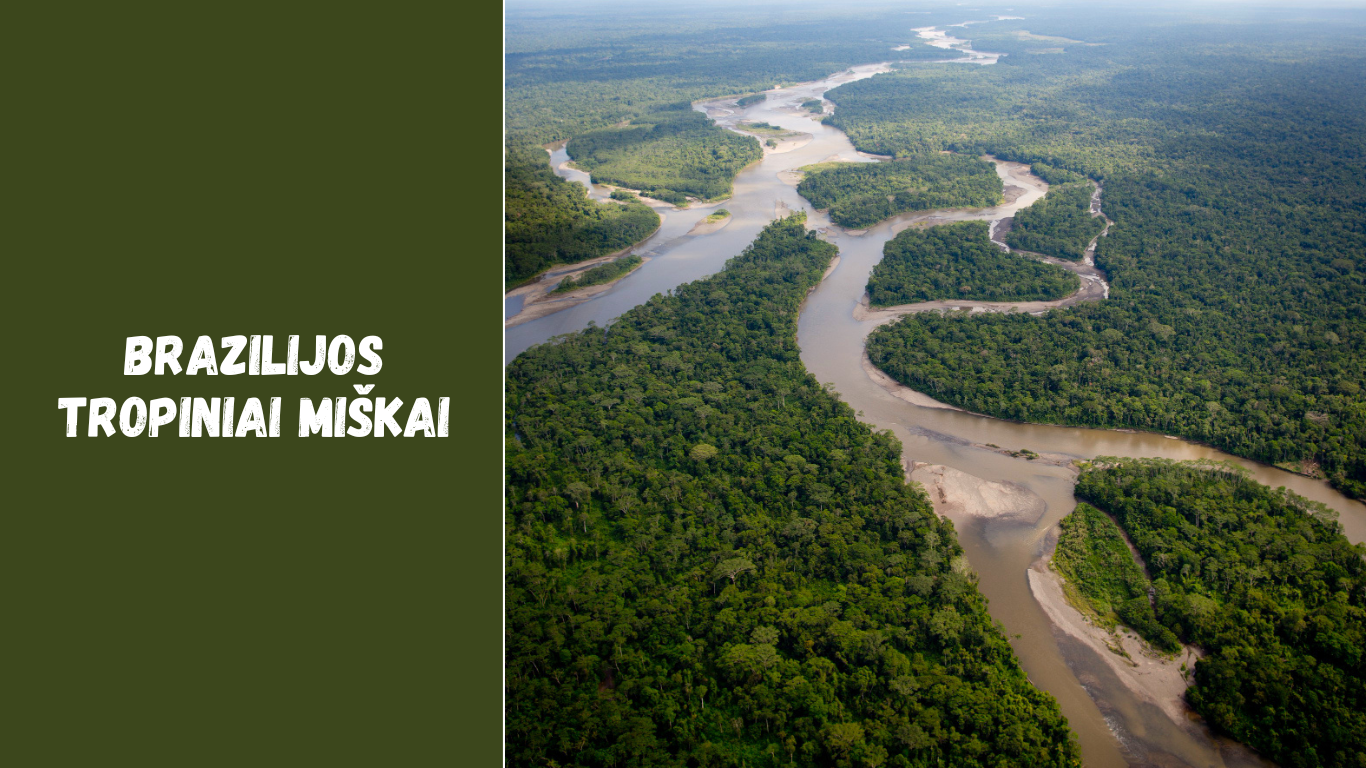 Brazilijos tropiniai miškai: ką verta žinoti keliautojams ir kodėl jie svarbūs pasauliui