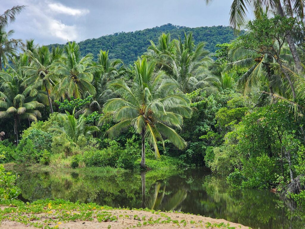 Atogrąžų regionai: džiunglės ir gyvybės gausa