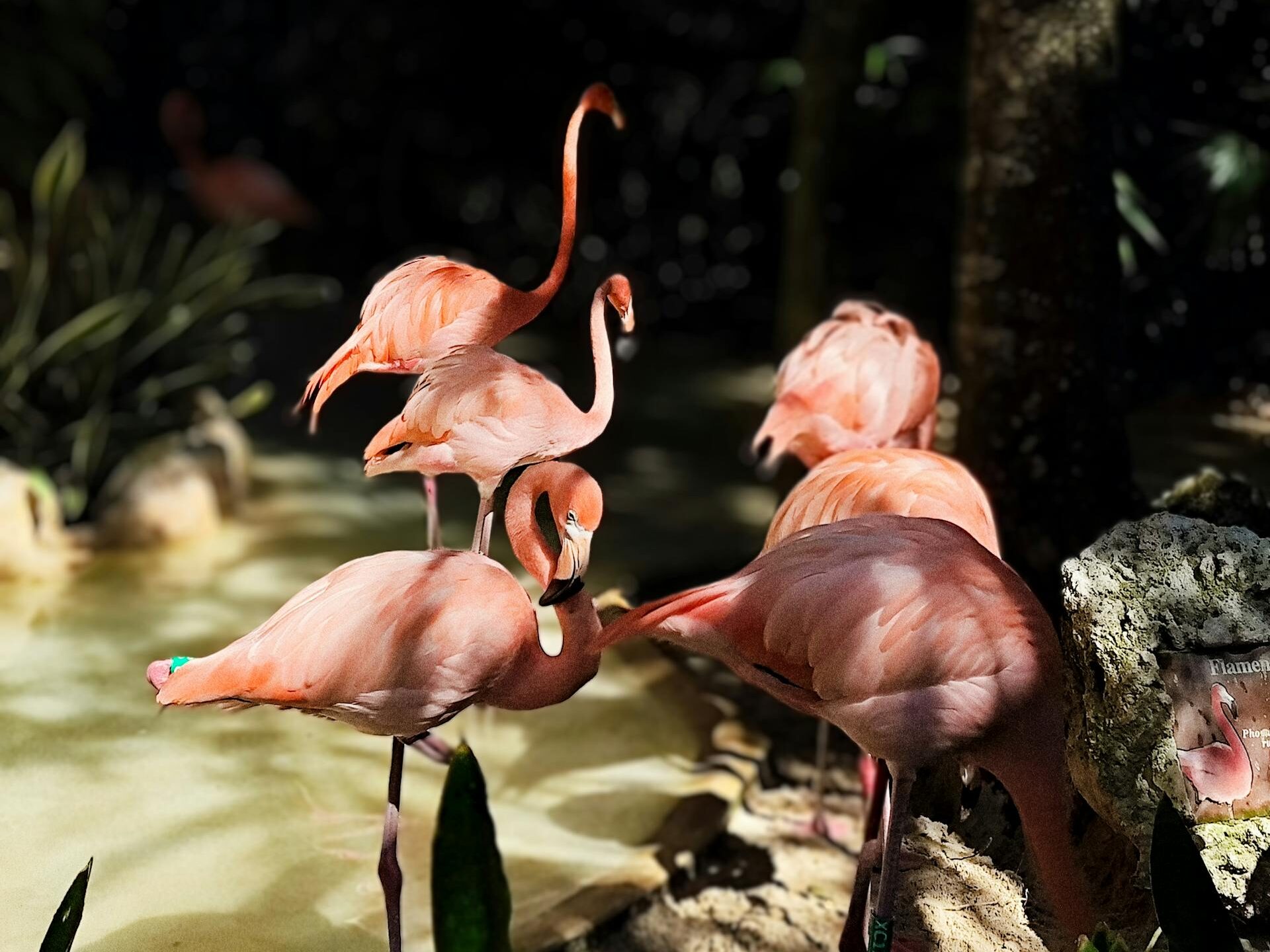 Meksikos gyvūnija: kas gyvena skirtinguose regionuose