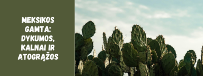 Meksikos gamta: dykumos, kalnai ir atogrąžos