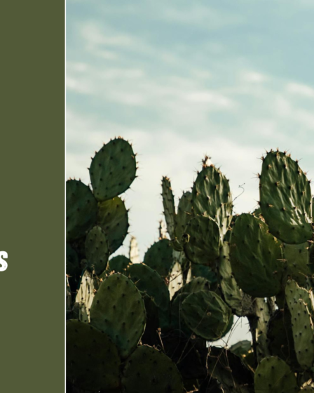 Meksikos gamta: dykumos, kalnai ir atogrąžos