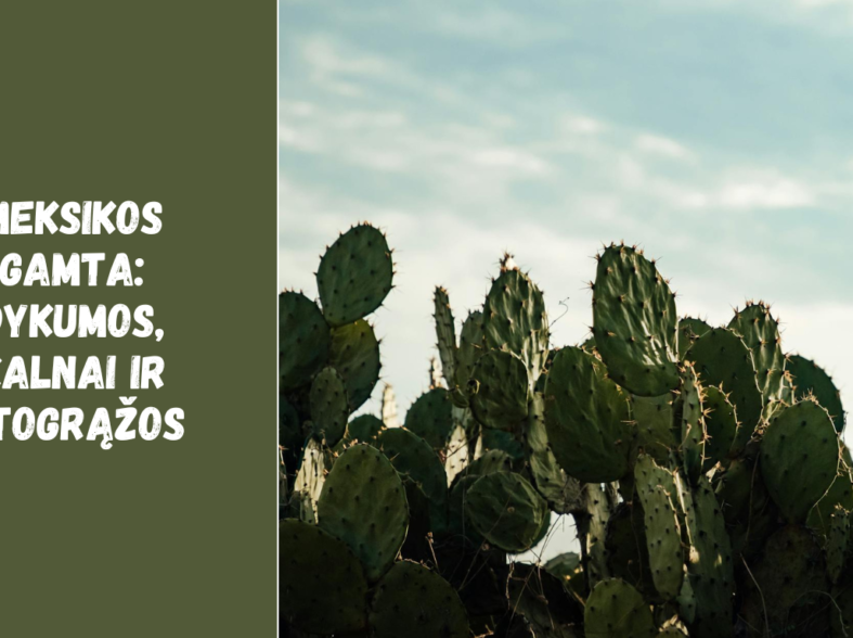 Meksikos gamta: dykumos, kalnai ir atogrąžos