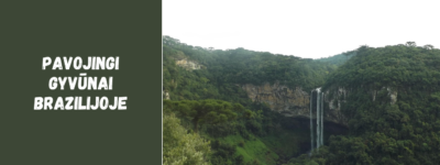 Pavojingi gyvūnai Brazilijoje: gyvatės, vorai ir kiti laukinės gamtos pavojai