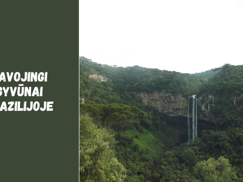 Pavojingi gyvūnai Brazilijoje: gyvatės, vorai ir kiti laukinės gamtos pavojai