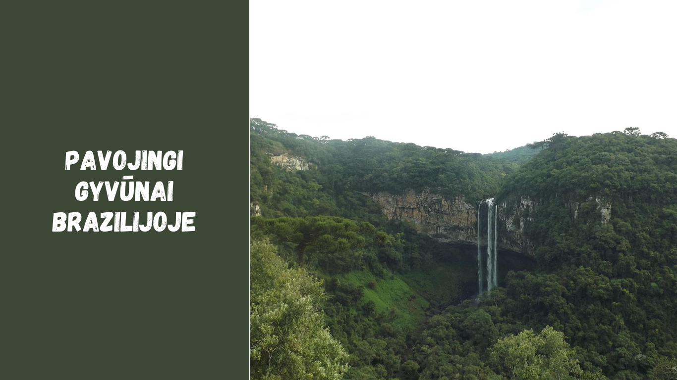 Pavojingi gyvūnai Brazilijoje: gyvatės, vorai ir kiti laukinės gamtos pavojai